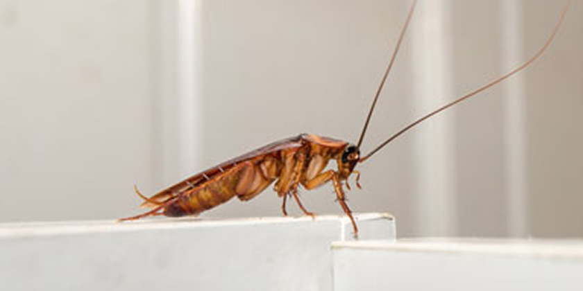 Cockroach Removal Perth